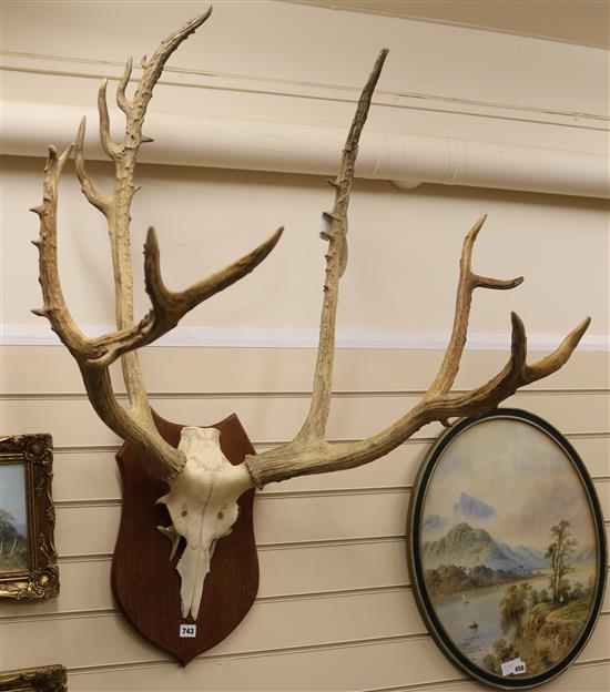 A Pere David deer skull and antlers mounted on a shield